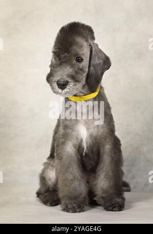 Niedlicher zwei Monate alter Bedlington Terrier Welpe Hund sitzt im Studio auf einem hellgrauen Hintergrund Stockfoto