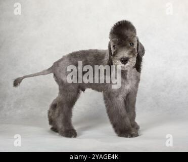 Niedlicher, zwei Monate alter Bedlington Terrier Welpe, der auf einem hellgrauen Hintergrund steht Stockfoto