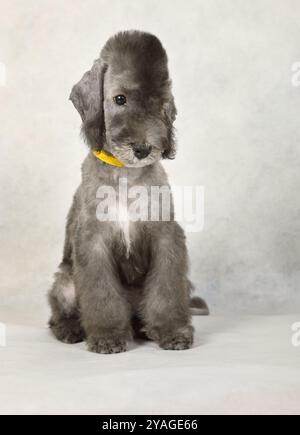 Niedlicher, zwei Monate alter Bedlington Terrier Welpe, der auf einem hellgrauen Hintergrund sitzt Stockfoto