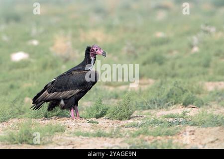 Rotgeier oder Sarcogyps calvus, Desert National Park in Rajasthan, Indien Stockfoto