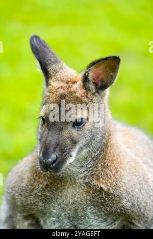 Porträt eines Bennett-Känguruhs. Notamacropus rufogriseus. Rotnappel. Stockfoto