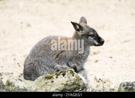 Porträt eines Bennett-Känguruhs. Notamacropus rufogriseus. Rotnappel. Stockfoto