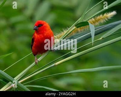 Ein Madagaskar-Webervogel (Foudia madagascariensis) im Gewürzgarten Le Jardin du ROI auf Mahé, Seychellen. Stockfoto