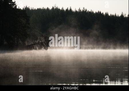 Nebelschäden über einem See in Schweden in Schwarz-weiß. Ein toter Baum ragt bei Sonnenaufgang ins Wasser. Skandinavische Natur Stockfoto