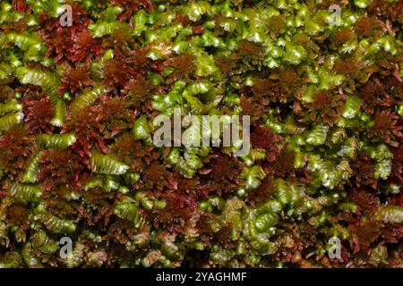 Das Leberkraut Bazzania trilobata, das hier mit Sphagnum im gemäßigten Regenwald im Westen Großbritanniens wächst, kommt auf der nördlichen Hemisphäre vor. Stockfoto