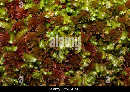 Das Leberkraut Bazzania trilobata, das hier mit Sphagnum im gemäßigten Regenwald im Westen Großbritanniens wächst, kommt auf der nördlichen Hemisphäre vor. Stockfoto