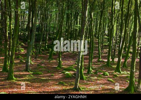 Dieser atemberaubende Buchenwald kommt im Llugwy Valley in Snowdonia bei Capel Curig vor. Das Foto wurde im Herbst aufgenommen. Stockfoto