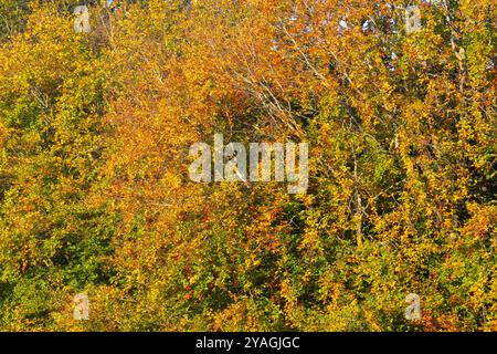 Im Herbst, wenn sich die Bäume auf den Winter vorbereiten, beginnen Laubbäume, das grüne Chlorophyll für die nächste Saison zu entfernen. Diese Buche wird Golden Stockfoto