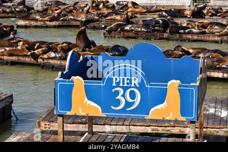 Schild Pier 39. Seelöwen ruhen in der Sonne auf hölzernen Plattformen am Pier 39, einer berühmten Touristenattraktion in San Francisco. Stockfoto