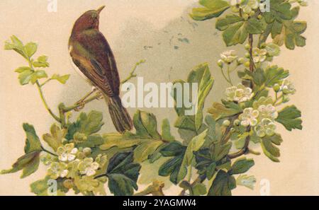 Vintage-illustrierte Chromo-Litho-Postkarte von S. Hildesheimer Co. Aus der Serie „Feathered Favourites“, die einen namenlosen Vogel im Laub zeigt. Stockfoto