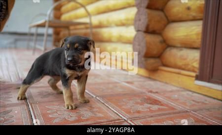 Kleiner Schäferhund, der auf der Veranda einer Blockhütte steht Stockfoto