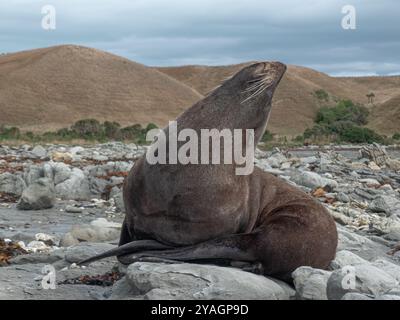 Ein neuseeländischer Pelzrobbe erhebt seinen Kopf, um die Luft zu riechen Stockfoto