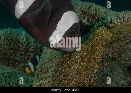 Weibliche Panda-Anemonenfische kümmern sich um ihre Eier Stockfoto