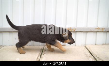 Kleiner deutscher Schäferhund, der draußen in der Nähe der weißen Mauer läuft. Stockfoto