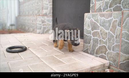 Kleiner deutscher Schäferhund, der auf einem Steinboden läuft. Stockfoto
