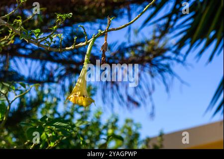 Gelbe Engel Trompete Blumen auf Baum (Brugmansia suaveolens) Stockfoto