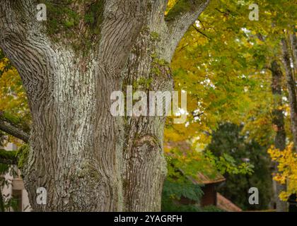 Alte geschützte englische Eichen (Quercus robur) im Park. Zwei Eichenstämme mit herbstlichen Bäumen im Hintergrund. Stockfoto