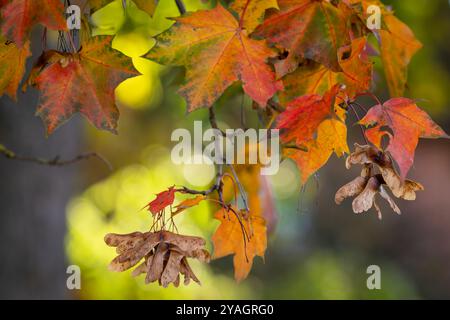 Norwegischer Ahorn (Acer platanoides), Zweig mit Herbstblättern und Früchten. Herbstfarben auf norwegischen Ahornblättern. Hintergrundbild. Herbst Hintergrund. Stockfoto