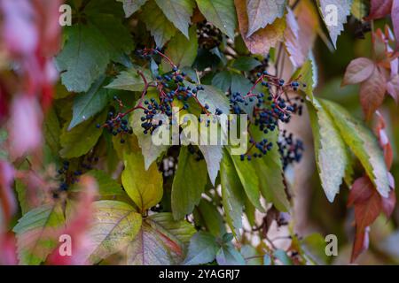 Virginia Creeper (Parthenocissus Quinquefolia) in der Herbstsaison. Dunkelblaue Beeren und bunte Blätter von Virginia Creeper im Herbst. Hintergrund. Stockfoto