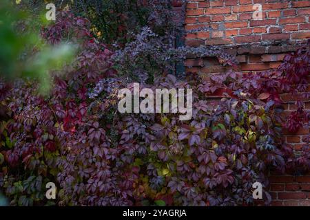 Virginia Creeper (Parthenocissus quinquefolia) in Herbstfarben. Rote Blätter von dekorativen Trauben auf einer Terrakota-Ziegelmauer fallen. Herbstkonzept. Stockfoto