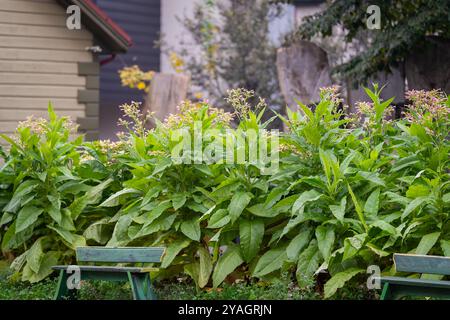 Rosafarbene Blüte einer Tabakpflanze im Stadtgrüngebiet. Gewöhnlicher Tabak, Zuchttabak (Nicotiana tabacum), blühende Pflanze. Stockfoto