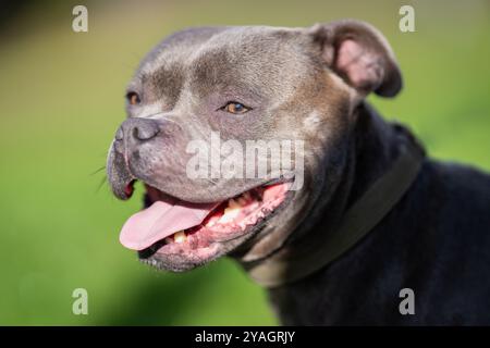 Nahaufnahme des englischen Staffordshire Bull Terrier im Garten. Kopfschuss von Blue Staffy draußen. Stockfoto