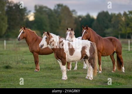 Pferde auf dem Fahrerlager. Estnische einheimische Pferde ( Estnische Klepper) stehen auf der Küstenwiese. Herbstkulisse und Nutztiere. Stockfoto