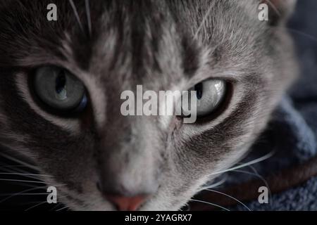 Nahaufnahme eines grauen Katzengesichts mit markanten blauen Augen Stockfoto