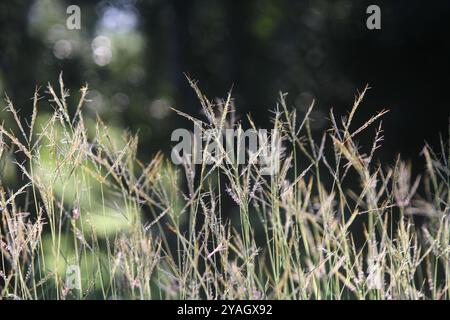 Nahaufnahme von Gräsern mit weichem Fokus und natürlichem Bokeh-Hintergrund Stockfoto