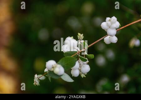 Zweig von Schneebeeren in Nahaufnahme, auf grünem Hintergrund Stockfoto