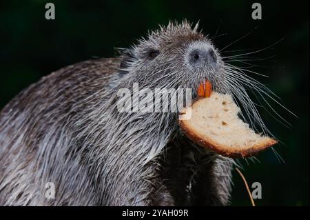 Amerikanische Nutria essen an einem schönen sonnigen Sommertag am Flussufer Stockfoto