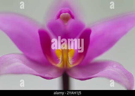 David Orchid, Freshwater Lake, Morne Trois Pitons National Park, Dominica Stockfoto