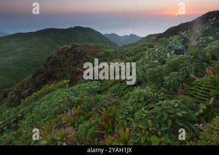 Gipfel von Morne Trois Pitons, Morne Trois Pitons National Park, Dominica Stockfoto