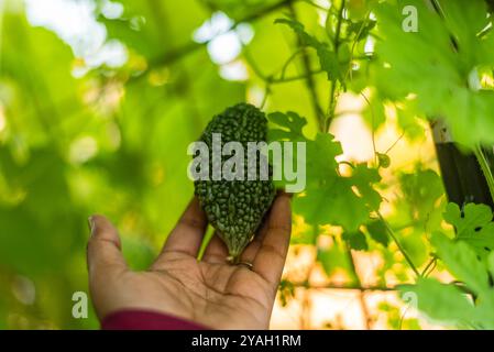 Frauen, die eine kleine, grüne Bittermelone von einer Weinrebe halten. Stockfoto