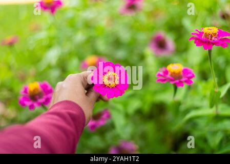 Hand mit einer leuchtenden rosafarbenen Zinnienblüte in einem üppigen Garten Stockfoto