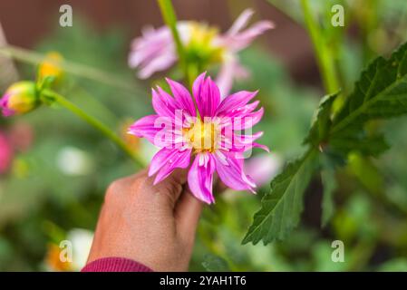 Die Hand hält eine rosa Dahlia mit gelber Mitte! Stockfoto
