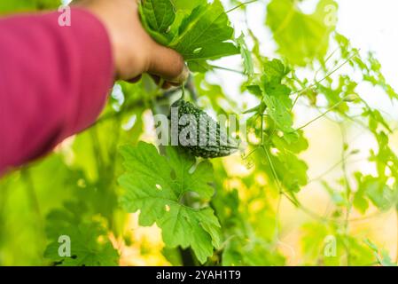 Die Hand pflückt eine kleine, grüne Bittermelone von einer Rebe Stockfoto