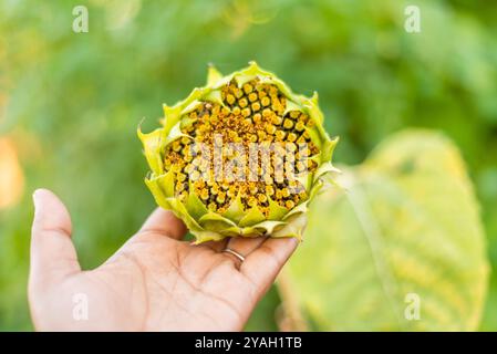 Hand hält einen Sonnenblumenkopf mit Samen und zeigt das Samenmuster Stockfoto