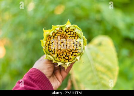 Hand mit Sonnenblumenkopf mit Samen, teilweise getrocknet. Stockfoto