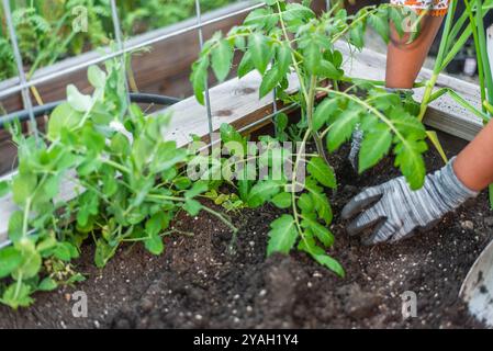 Gärtner mit Handschuhen, der Tomatenpflanzen in einem erhöhten Gartenbeet pflegt. Stockfoto