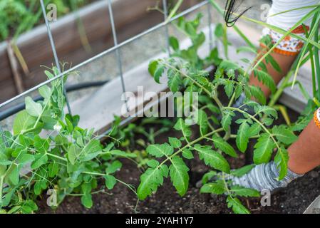 Frauen pflegen Tomaten- und Erbsenpflanzen in einem erhöhten Gartenbeet. Stockfoto