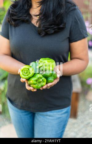Frauen, die frisch geerntete Paprika in einem Garten halten. Stockfoto
