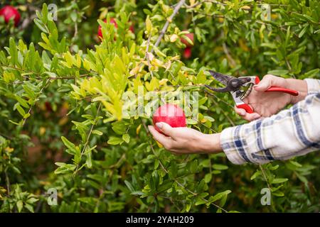 Frau, die einen Granatapfel auf einem Baum hält Stockfoto