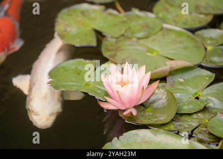 Koi-Teich mit Fisch und Seerose Stockfoto