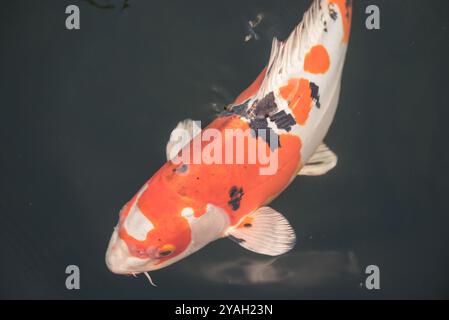Schwarz-orange Koi-Fische schwimmen Stockfoto