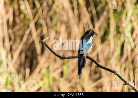 Magpie (Pica pica) auf einem Baumzweig, Cardiff Wales UK. Oktober 2024 Stockfoto