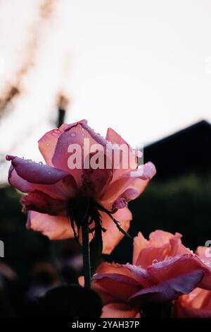 Tautropfen auf Rosenblättern Stockfoto