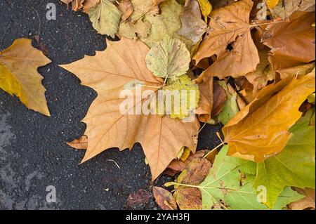 Nahaufnahme von Herbstahornblättern auf Asphalt Stockfoto