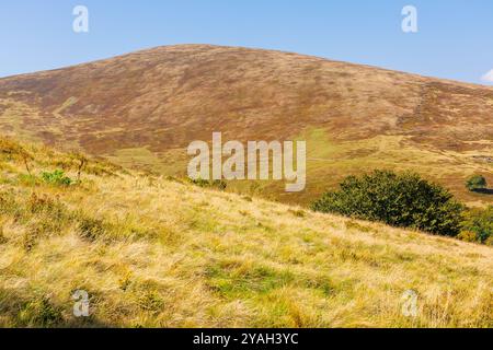 alpenhügel und Wiesen im Herbst. Sonniges Wetter. Farbenfrohe karpaten-Berglandschaft. krasna-Gebirgskamm in der ukraine in der Herbstsaison. europa Hochland gre Stockfoto