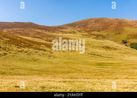 alpenhügel und Wiesen im Herbst. Sonniges Wetter. Farbenfrohe karpaten-Berglandschaft. krasna-Gebirgskamm in der ukraine in der Herbstsaison. Wunderschöne Außenanlagen Stockfoto